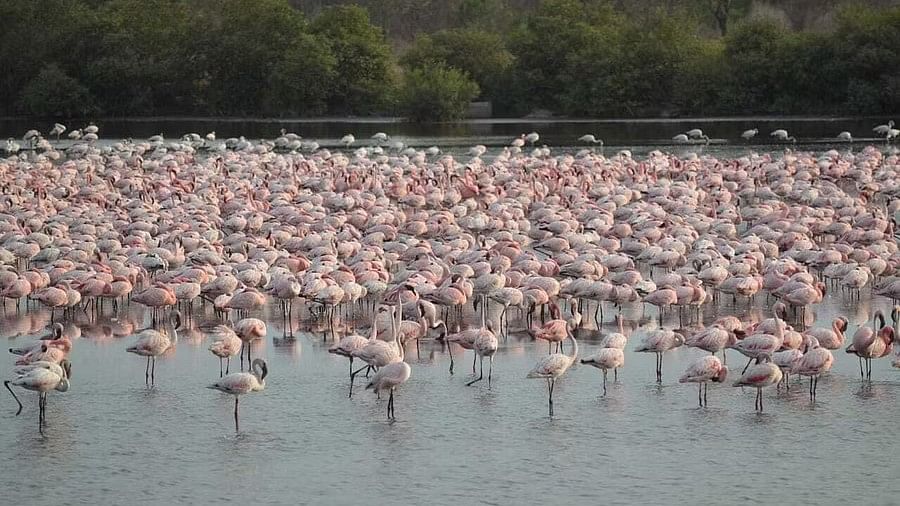 <div class="paragraphs"><p>Maharashtra government  has issued a resolution to form a high level committe to conserve the&nbsp;DPS Flamingo lake as a natural flamingo abode.</p></div>